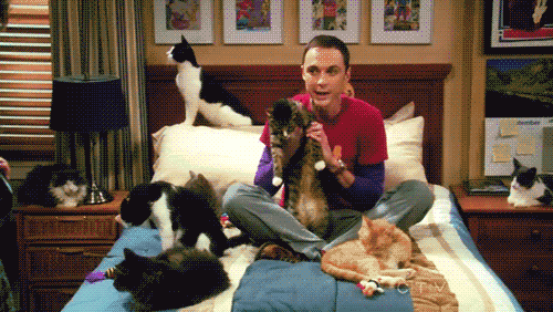 The "Not Afraid to Be a Cat Lady"
