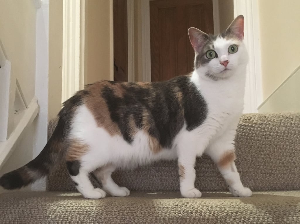 Do Cats Help With Human Anxiety POPSUGAR Smart Living UK