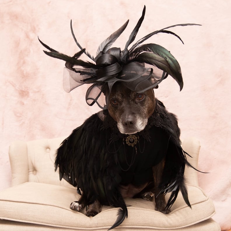 Rose dog on sale costume