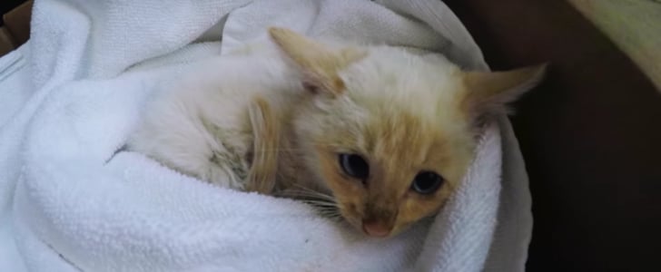 Kitten Rescued From Snow