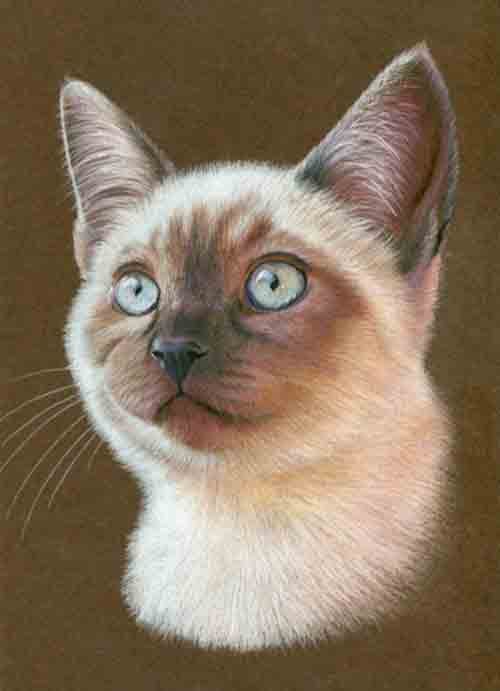 Cat Ebooks, 14K Follwers
