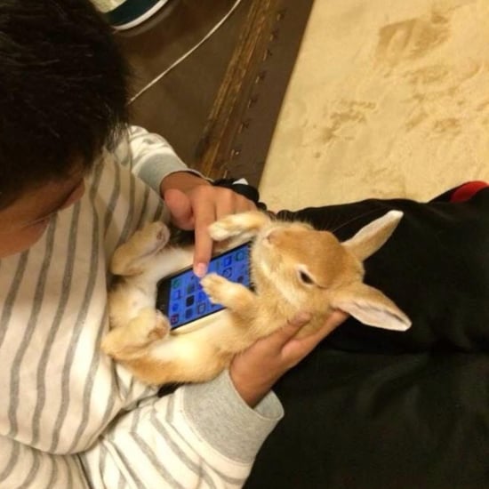 Rabbit Smartphone Case Meme