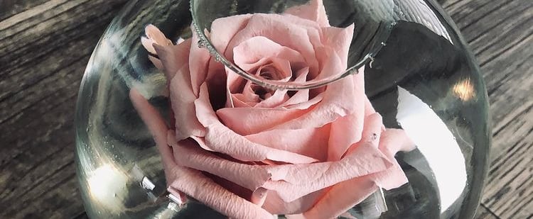 Where to Buy Rose Globes For Valentine's Day