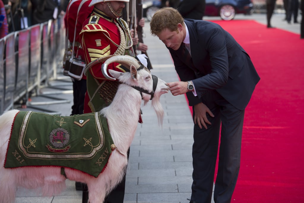 Harry pet a goat at the 50th anniversary screening of his favorite film, Zulu, in June 2014.