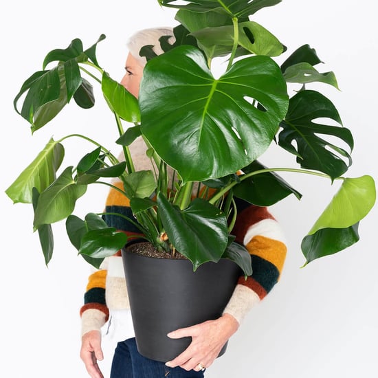 30 Houseplants to Buy Online and Have Delivered to Your Door