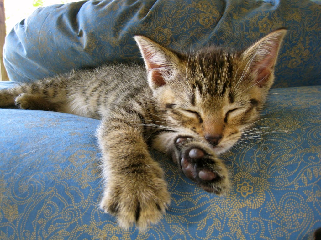 You're getting very sleepy . . .
Source: Flickr user BruceTurner