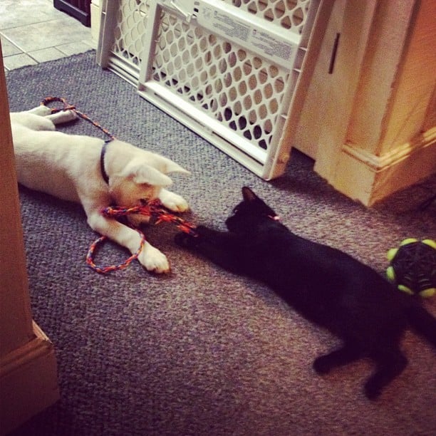 Let S Play Tug Of War Fighting Like Cats And Dogs Cute Pets