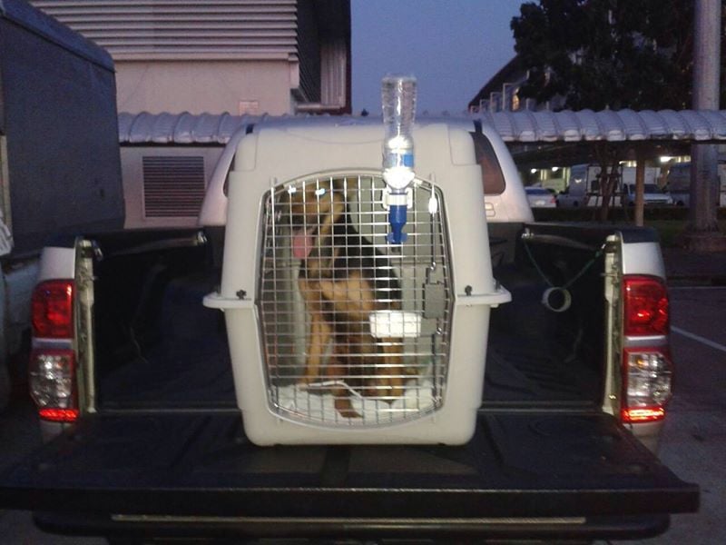 She raised almost $8,000 to transport little Leo from Thailand.