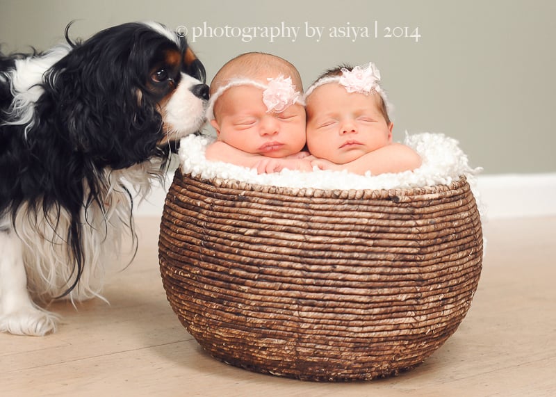 Adorable Newborn and Pet Photos POPSUGAR Family