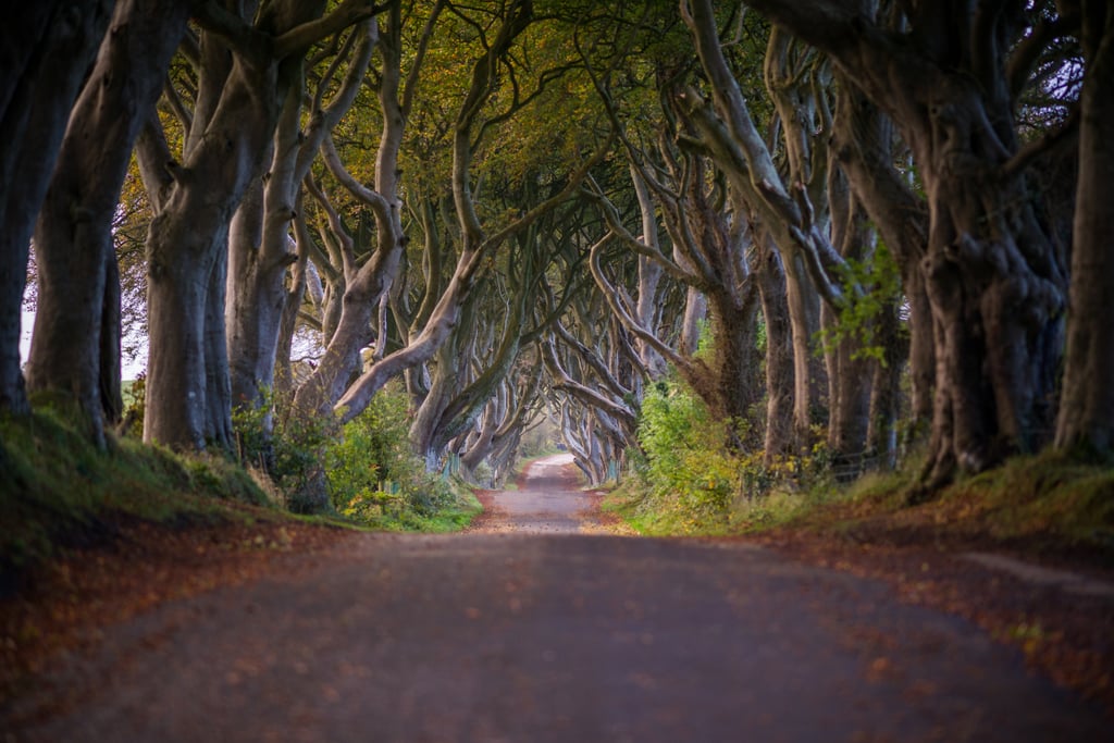 If you're a Game of Thrones fan, you'll definitely also want to check out the infamous Dark Hedges in Co. Antrim. You'll recognise this avenue of beach trees as the Kingsroad in season two, episode one of the HBO series. Parking is available near the hedges and you can explore for as long as you'd like. Just be warned: there are usually a lot of people trying to get the perfect photo on any given day, so capturing one with zero people in it will definitely be a challenge!