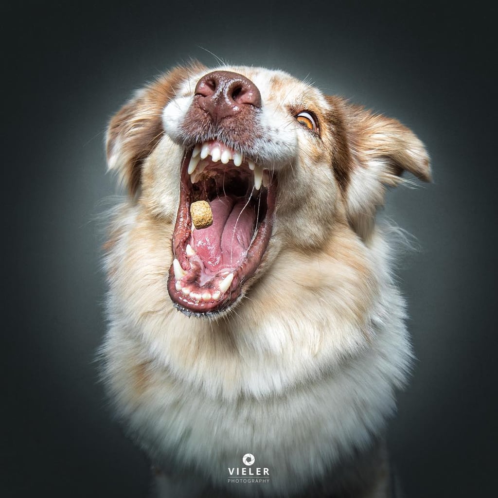 Dogs Catching Treats Photo Series