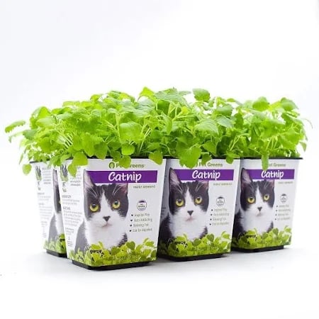 Catnip Plant