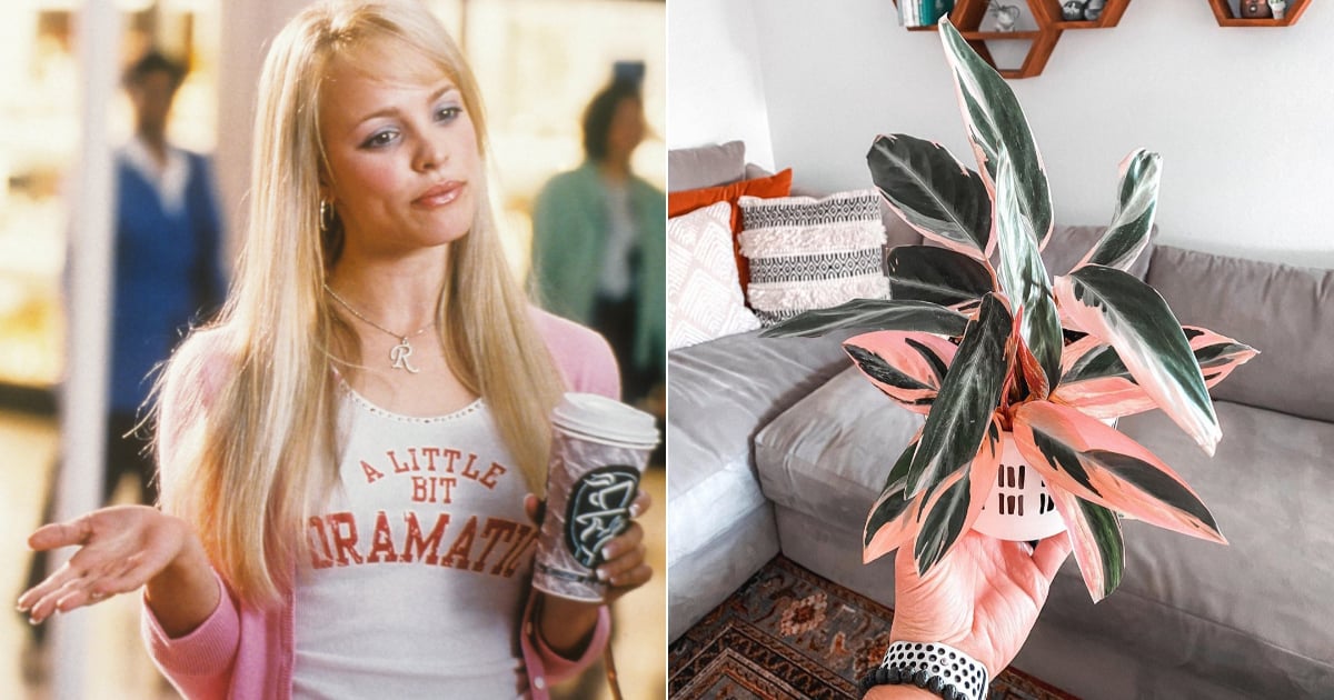 Funny Plant Name Ideas POPSUGAR Home