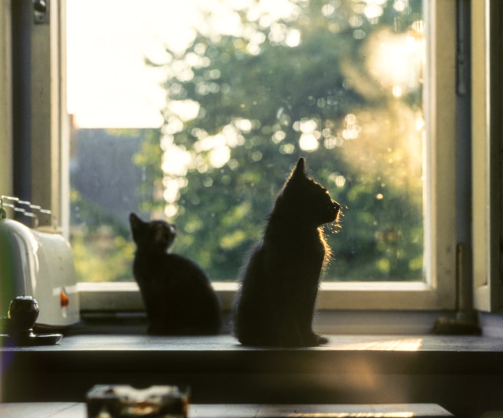 Even cat silhouettes are gorgeous.