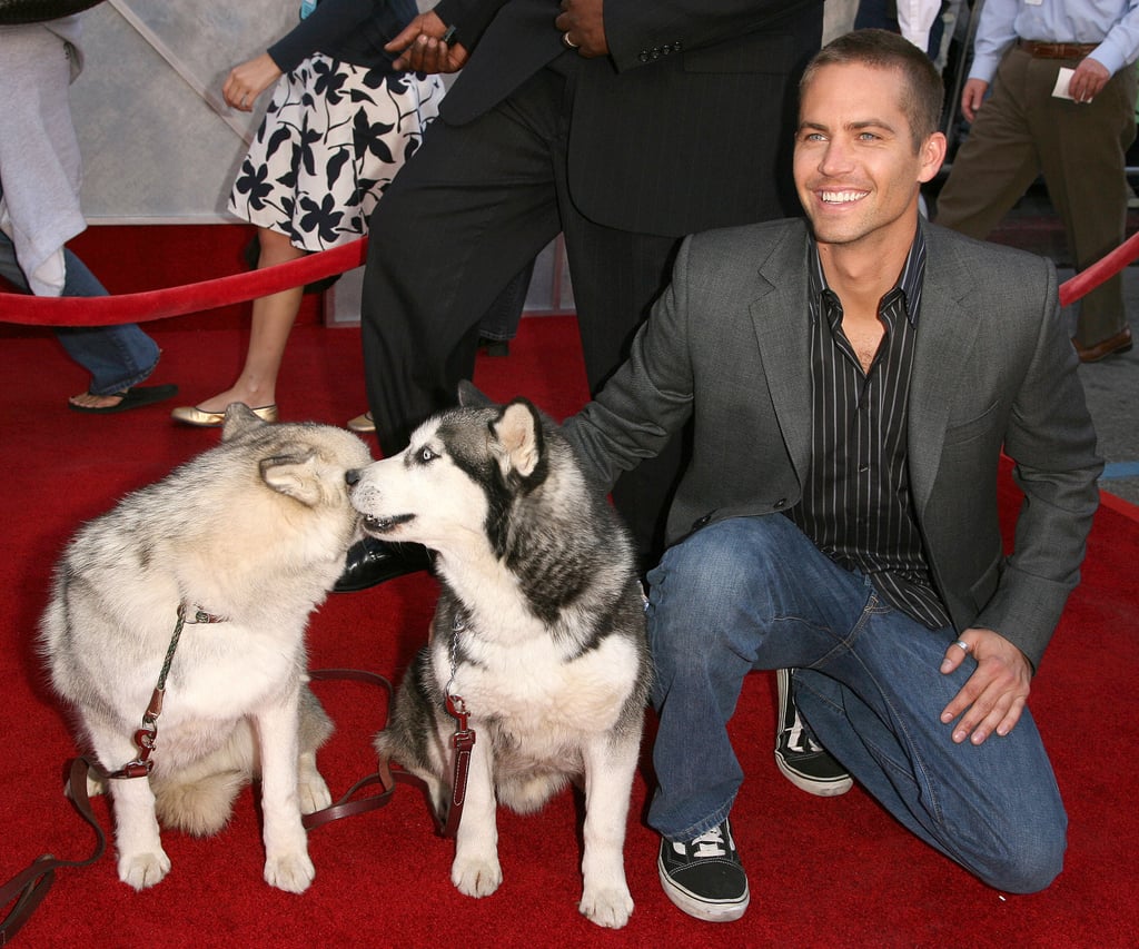 At the LA premiere of Eight Below in February 2006, Paul posed with snow dogs on the red carpet.