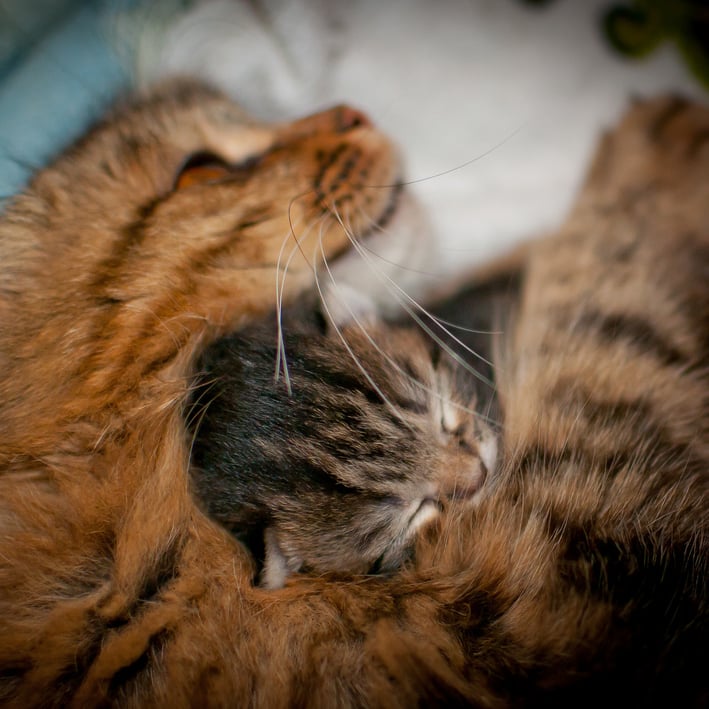 Mom is my favorite pillow.
Source: Flickr user alexbartok