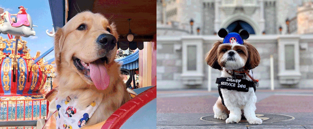 Cute Photos of Service Dogs at Disney Parks