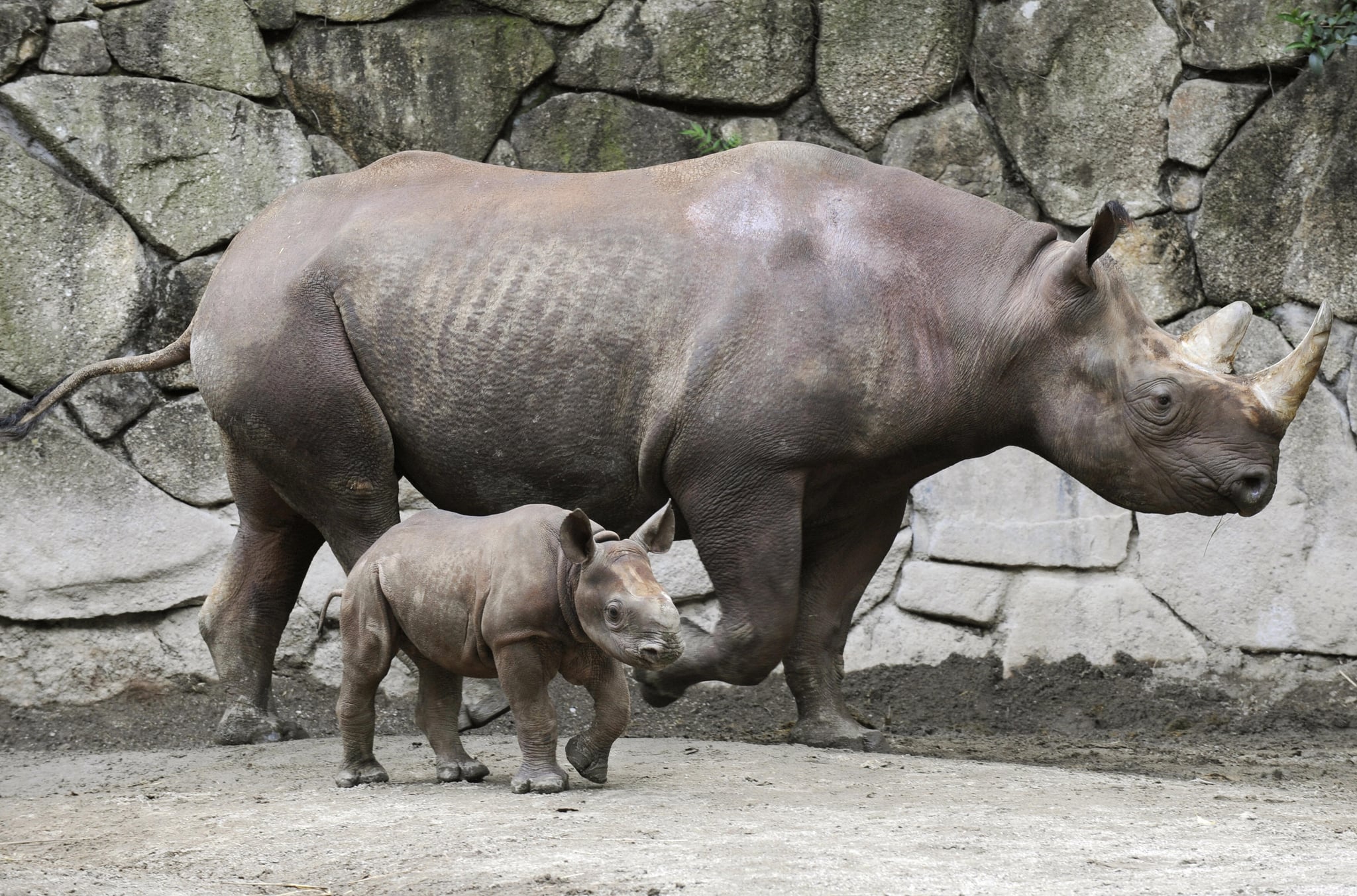 Baby Black Rhino at Tokyo's Ueno Zoo!