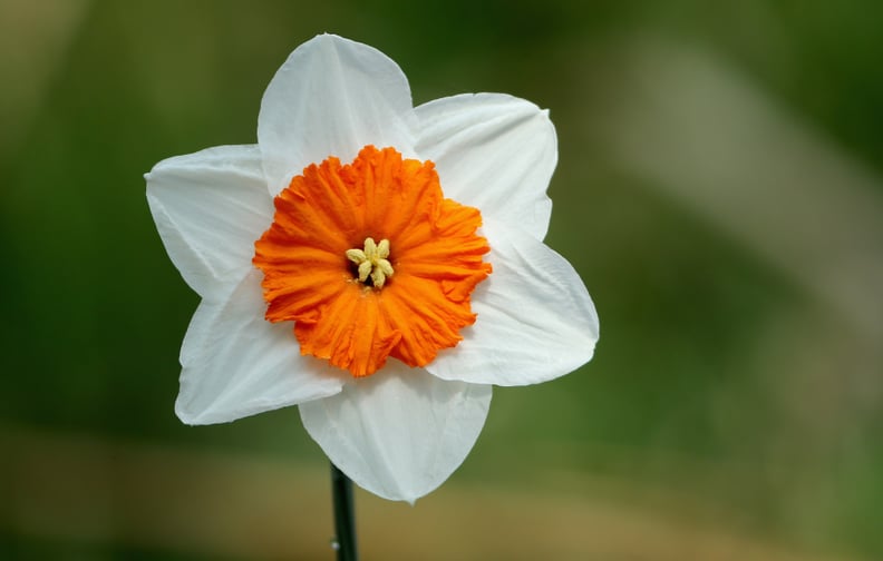 Bright Blooms