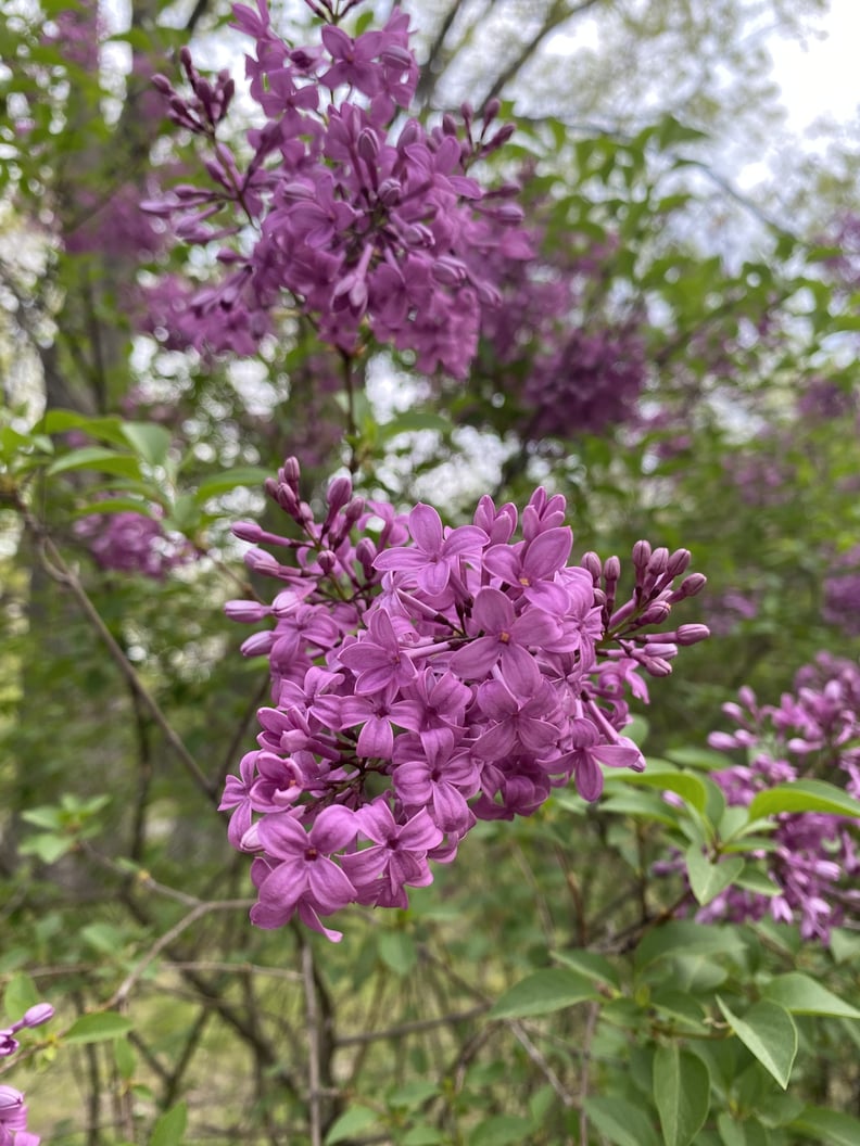 Primary Food: Nature