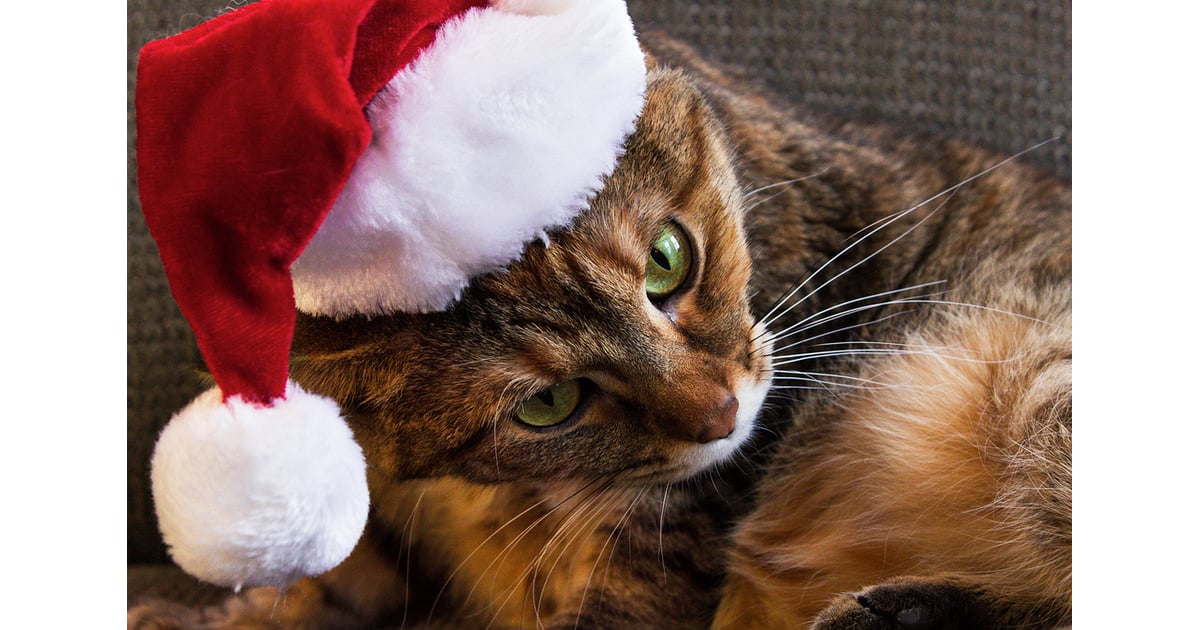 quot You #39 ve got to be kidding me Pictures of Cats Making Judging Faces