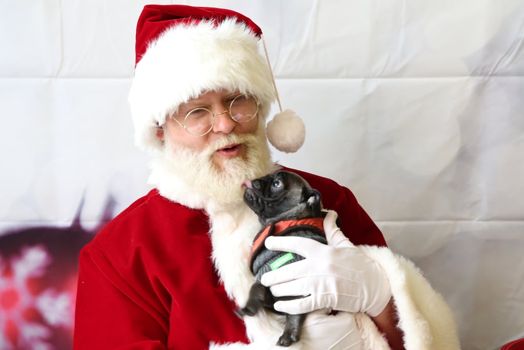 Pets Meeting Santa