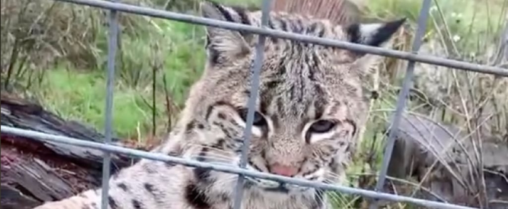 TikTok Videos of a Woman Feeding Big Cats Meat at Sanctuary
