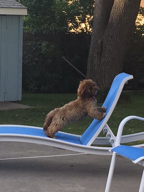 The Dog That Looks Like a Person