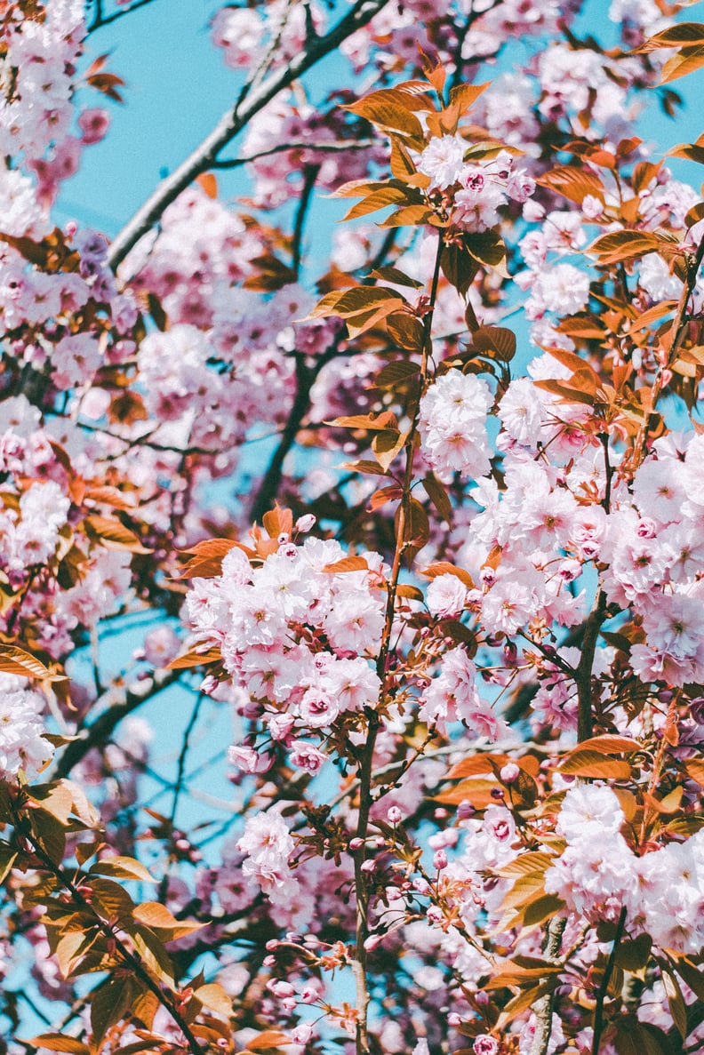 Cherry Blossom iPhone Wallpaper