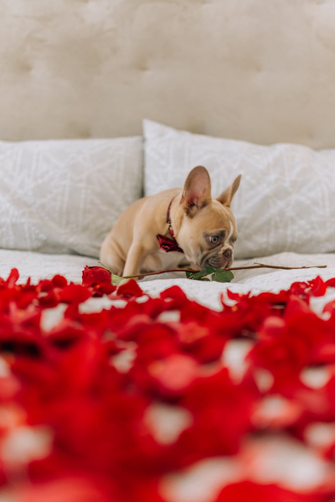 玫瑰情人节壁纸:狗在床上