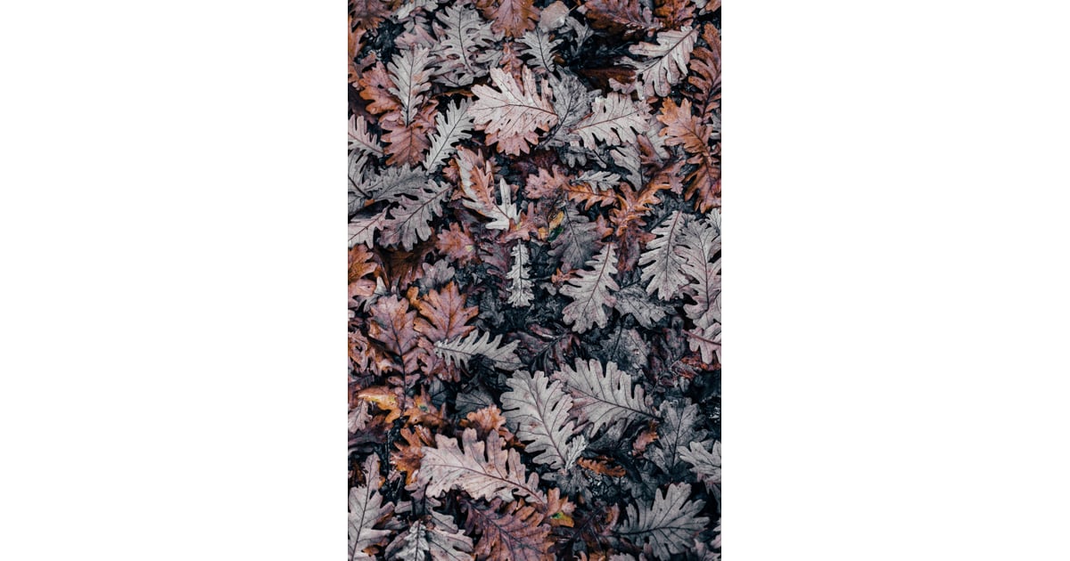 Frosted Leaves iPhone Wallpaper | Best iOS 14 Fall ...