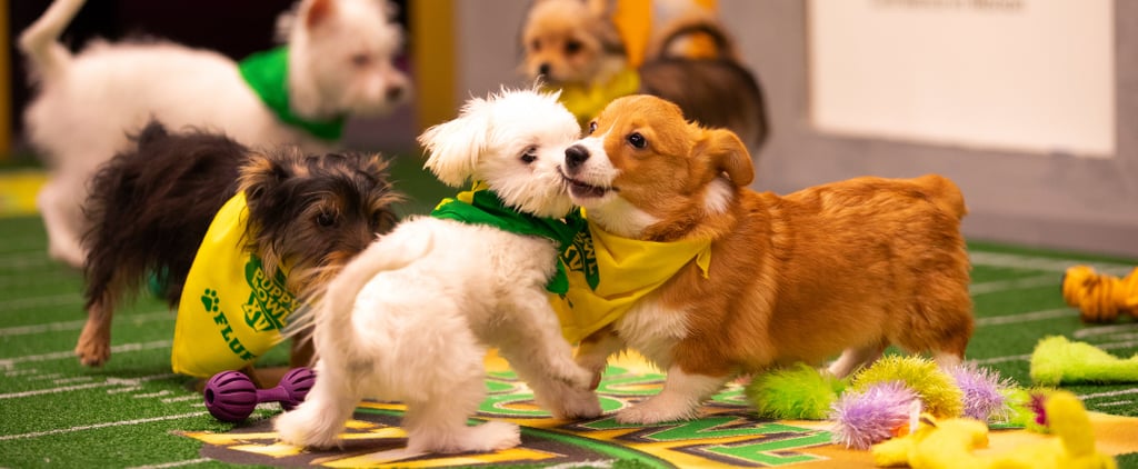 Things You Didn't Know About the Puppy Bowl