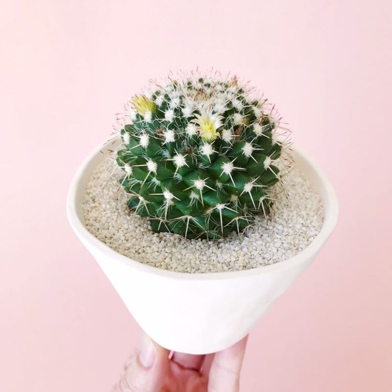 Blooming Lucy Cactus and Handmade Ceramic Planter