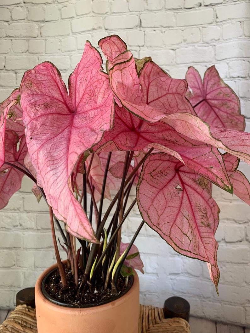 Where To Buy Pink Houseplants Popsugar Home