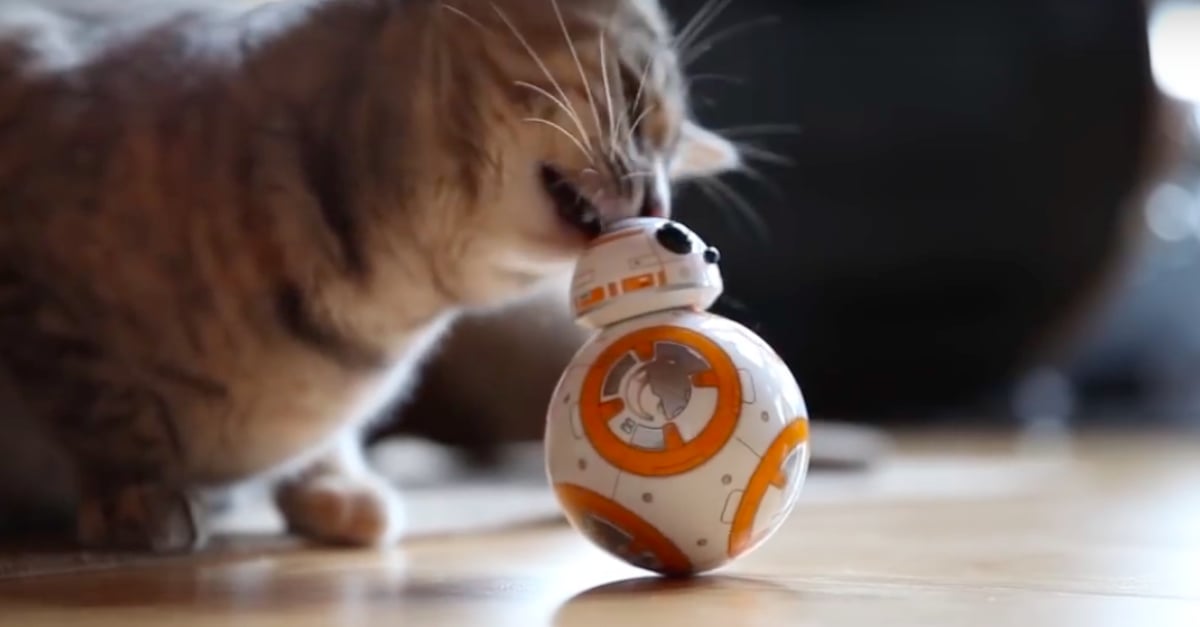 Cat Playing With BB 8 Toy Video PS Pets