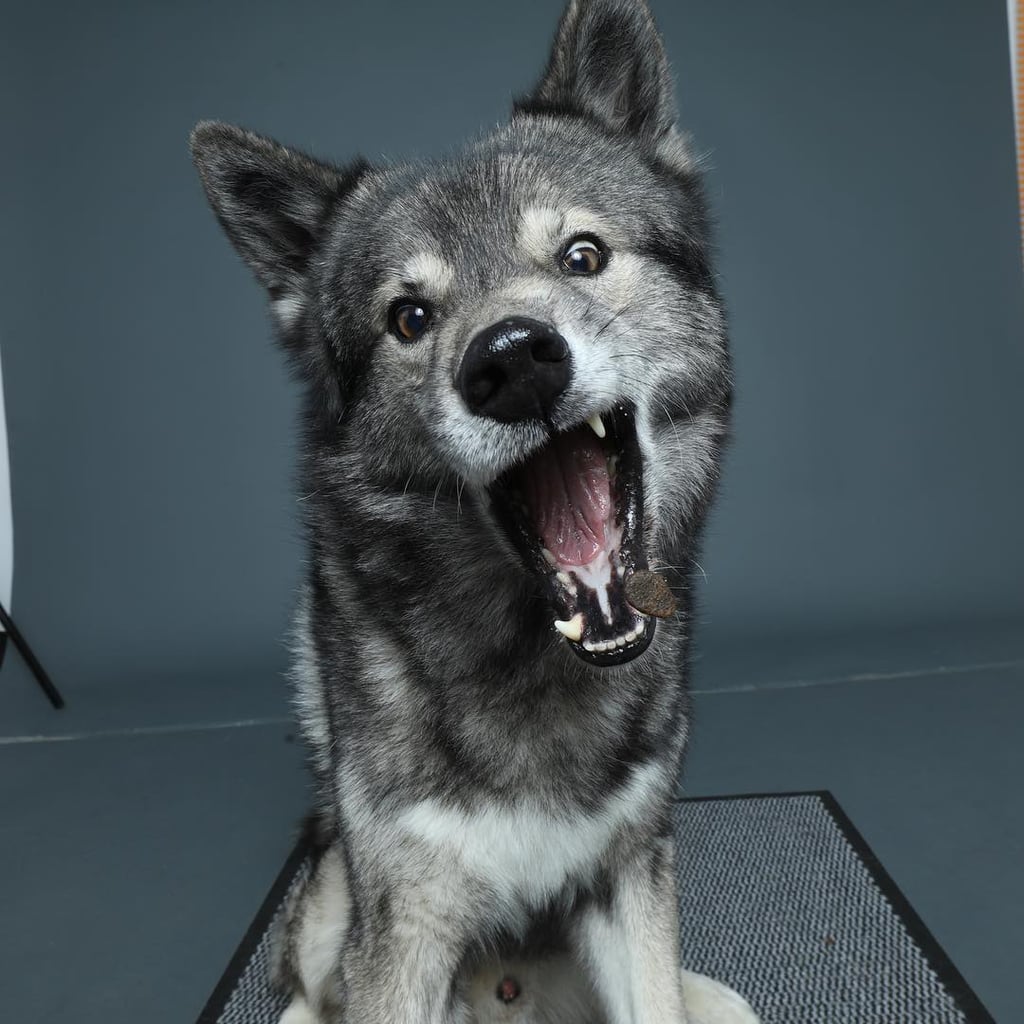 Dogs Catching Treats Photo Series