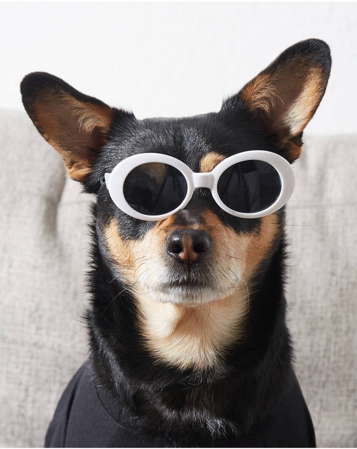 Best Sunglasses For Dogs 2020 POPSUGAR UK Pets