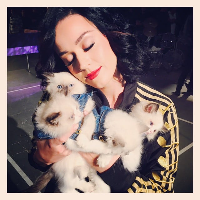 Katy Perry snuggled with some cute kittens. 
Source: Instagram user katyperry
