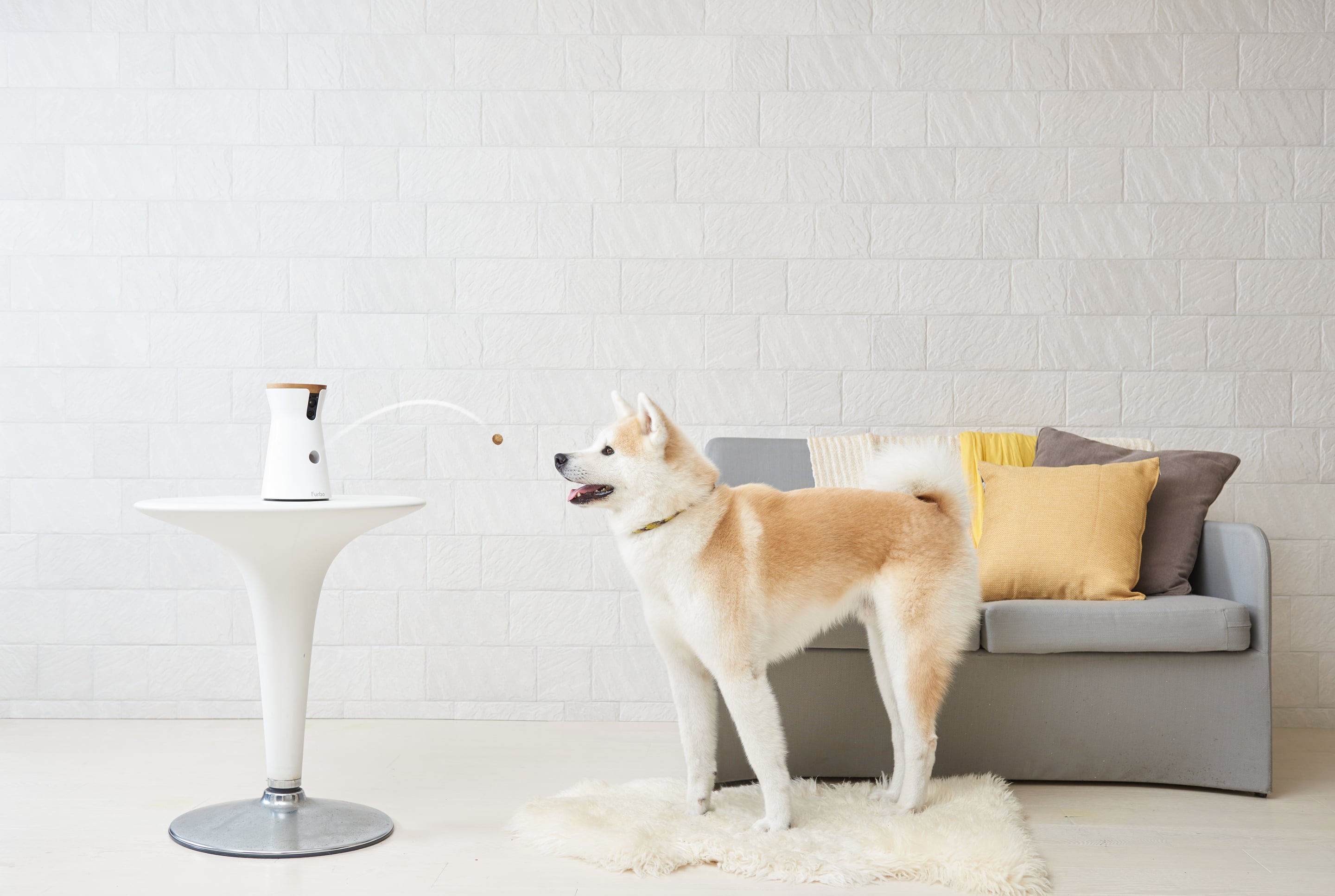 Furbo Dog Camera With AI Selfie and Smart Alert Tech Review POPSUGAR News