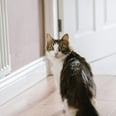 Does Your Cat Wait For You Outside the Bathroom? Here's Why