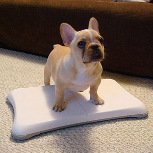 wii fit dog