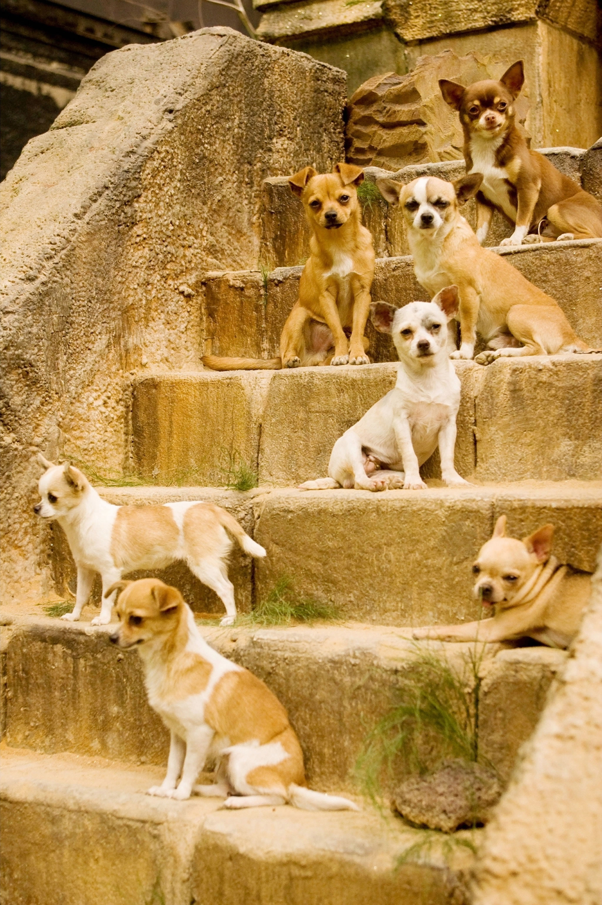 http://media1.popsugar-assets.com/files/upl1/10/104166/41_2008/A_nation_of_Chihuahua_dogs_living_in_the_Lost_City_of_Techichi_JPG/i/Four-Chloes-Six-Delgados-Only-One-Papi.jpg