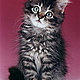 the-cat