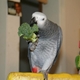 Bibi-the-bird