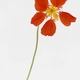 Liliaceae81