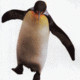 Penguin-lover