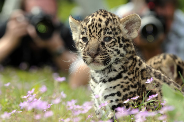 There's Three Times the Baby Jaguar Fun With New, Cute Cubs | POPSUGAR Pets