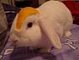 mrbunsrocks mrbunsrocks
