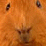 guineapiggin9 guineapiggin9