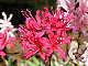 Nerine Nerine